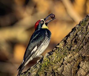 Preview wallpaper woodpecker, nut, tree, beak, green, red