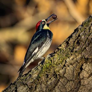 Preview wallpaper woodpecker, nut, tree, beak, green, red