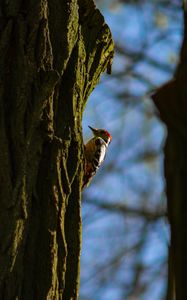 Preview wallpaper woodpecker, tree, bark, bird