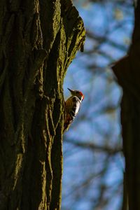 Preview wallpaper woodpecker, tree, bark, bird