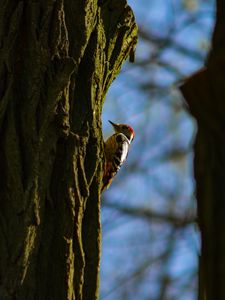 Preview wallpaper woodpecker, tree, bark, bird