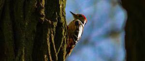 Preview wallpaper woodpecker, tree, bark, bird