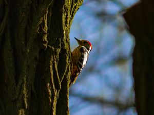 Preview wallpaper woodpecker, tree, bark, bird