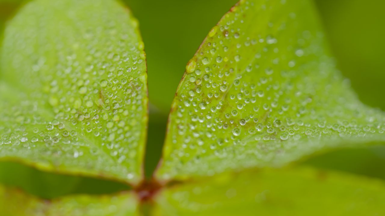 Wallpaper woodsorrel, plant, leaves, drops, dew, macro