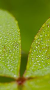 Preview wallpaper woodsorrel, plant, leaves, drops, dew, macro