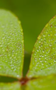 Preview wallpaper woodsorrel, plant, leaves, drops, dew, macro