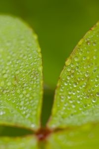 Preview wallpaper woodsorrel, plant, leaves, drops, dew, macro