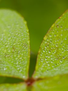 Preview wallpaper woodsorrel, plant, leaves, drops, dew, macro