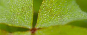 Preview wallpaper woodsorrel, plant, leaves, drops, dew, macro