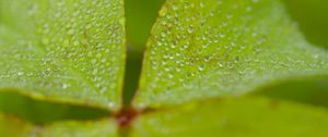 Preview wallpaper woodsorrel, plant, leaves, drops, dew, macro