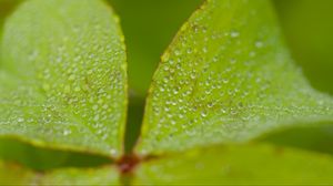 Preview wallpaper woodsorrel, plant, leaves, drops, dew, macro