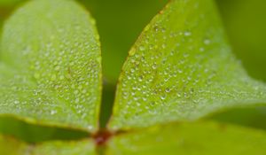 Preview wallpaper woodsorrel, plant, leaves, drops, dew, macro