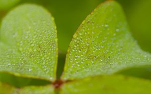 Preview wallpaper woodsorrel, plant, leaves, drops, dew, macro