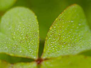 Preview wallpaper woodsorrel, plant, leaves, drops, dew, macro