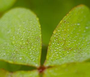 Preview wallpaper woodsorrel, plant, leaves, drops, dew, macro