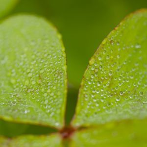 Preview wallpaper woodsorrel, plant, leaves, drops, dew, macro