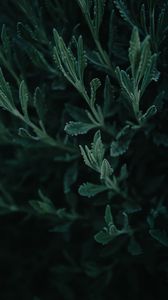 Preview wallpaper wormwood, plant, leaves, macro