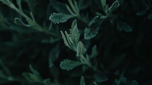 Preview wallpaper wormwood, plant, leaves, macro