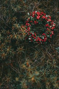 Preview wallpaper wreath, berries, grass, blur