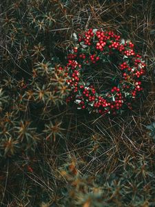 Preview wallpaper wreath, berries, grass, blur