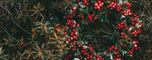 Preview wallpaper wreath, berries, grass, blur