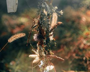 Preview wallpaper wreath, flowers, spikelets, light, glare