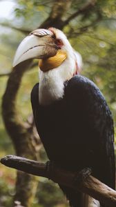 Preview wallpaper wreathed hornbill, bird, branch, beak