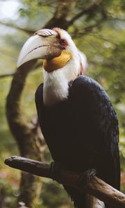 Preview wallpaper wreathed hornbill, bird, branch, beak