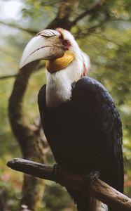 Preview wallpaper wreathed hornbill, bird, branch, beak