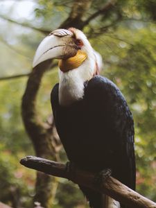 Preview wallpaper wreathed hornbill, bird, branch, beak