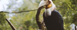 Preview wallpaper wreathed hornbill, bird, branch, beak