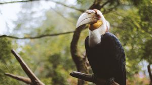 Preview wallpaper wreathed hornbill, bird, branch, beak