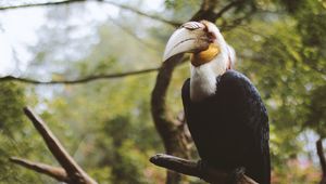 Preview wallpaper wreathed hornbill, bird, branch, beak