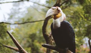 Preview wallpaper wreathed hornbill, bird, branch, beak