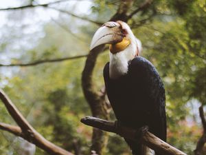 Preview wallpaper wreathed hornbill, bird, branch, beak