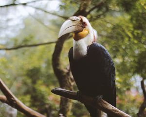 Preview wallpaper wreathed hornbill, bird, branch, beak