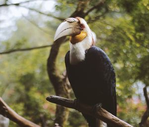 Preview wallpaper wreathed hornbill, bird, branch, beak