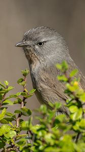 Preview wallpaper wrentit, bird, tree, leaves