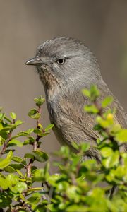 Preview wallpaper wrentit, bird, tree, leaves