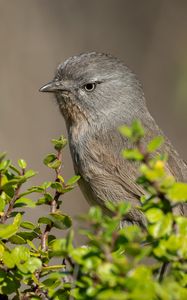 Preview wallpaper wrentit, bird, tree, leaves