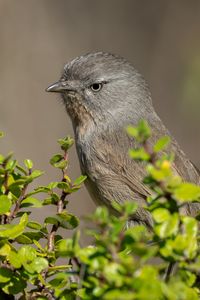 Preview wallpaper wrentit, bird, tree, leaves