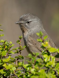 Preview wallpaper wrentit, bird, tree, leaves