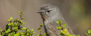 Preview wallpaper wrentit, bird, tree, leaves