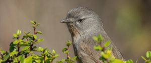 Preview wallpaper wrentit, bird, tree, leaves