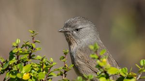 Preview wallpaper wrentit, bird, tree, leaves