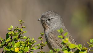 Preview wallpaper wrentit, bird, tree, leaves