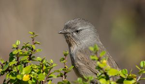 Preview wallpaper wrentit, bird, tree, leaves