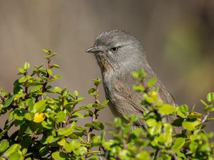 Preview wallpaper wrentit, bird, tree, leaves