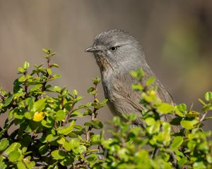 Preview wallpaper wrentit, bird, tree, leaves