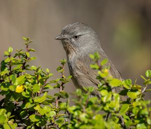 Preview wallpaper wrentit, bird, tree, leaves